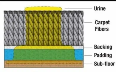 how urine spreads on a carpet pet urine remover